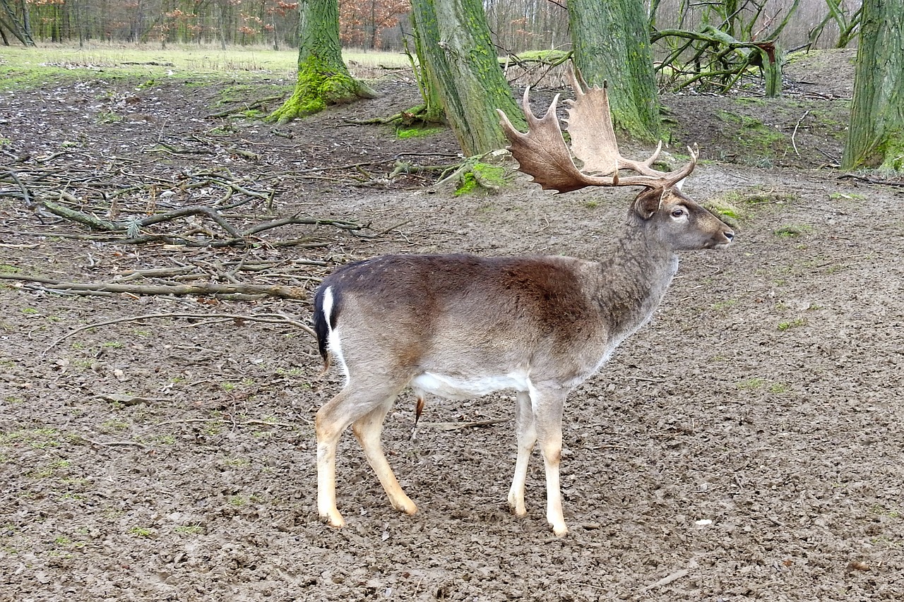 hirsch antler fallow deer free photo