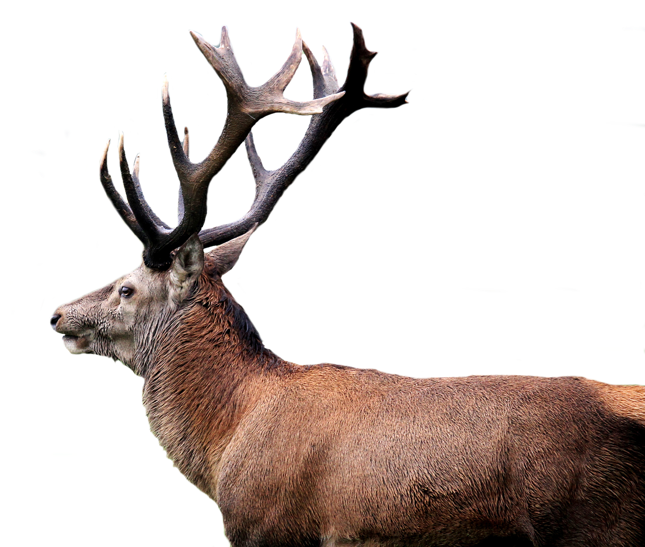 hirsch red deer antler free photo