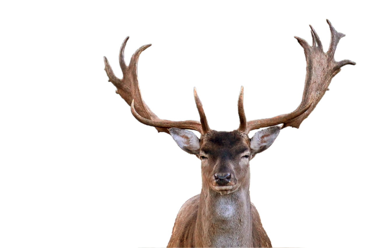 hirsch fallow deer antler free photo