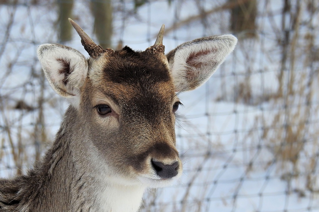 hirsch antler fallow deer free photo