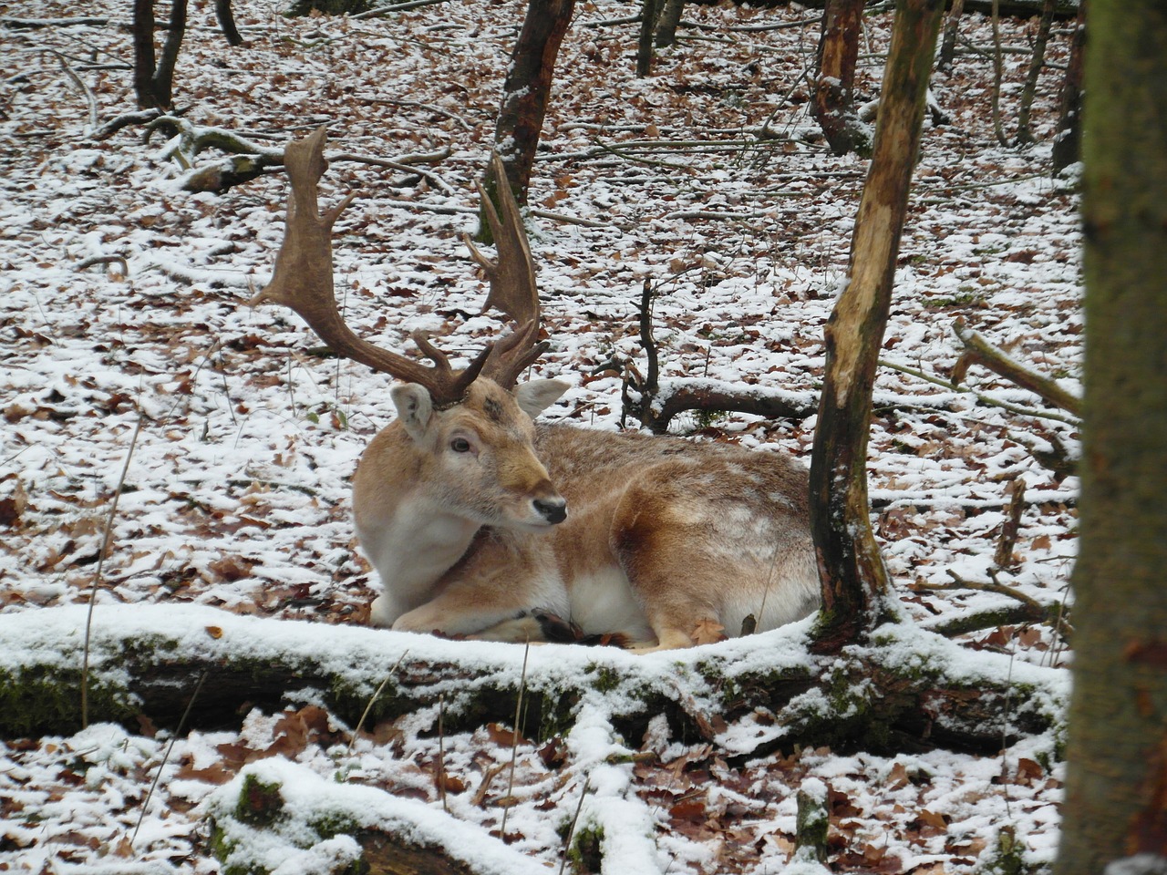 hirsch fallow deer winter free photo