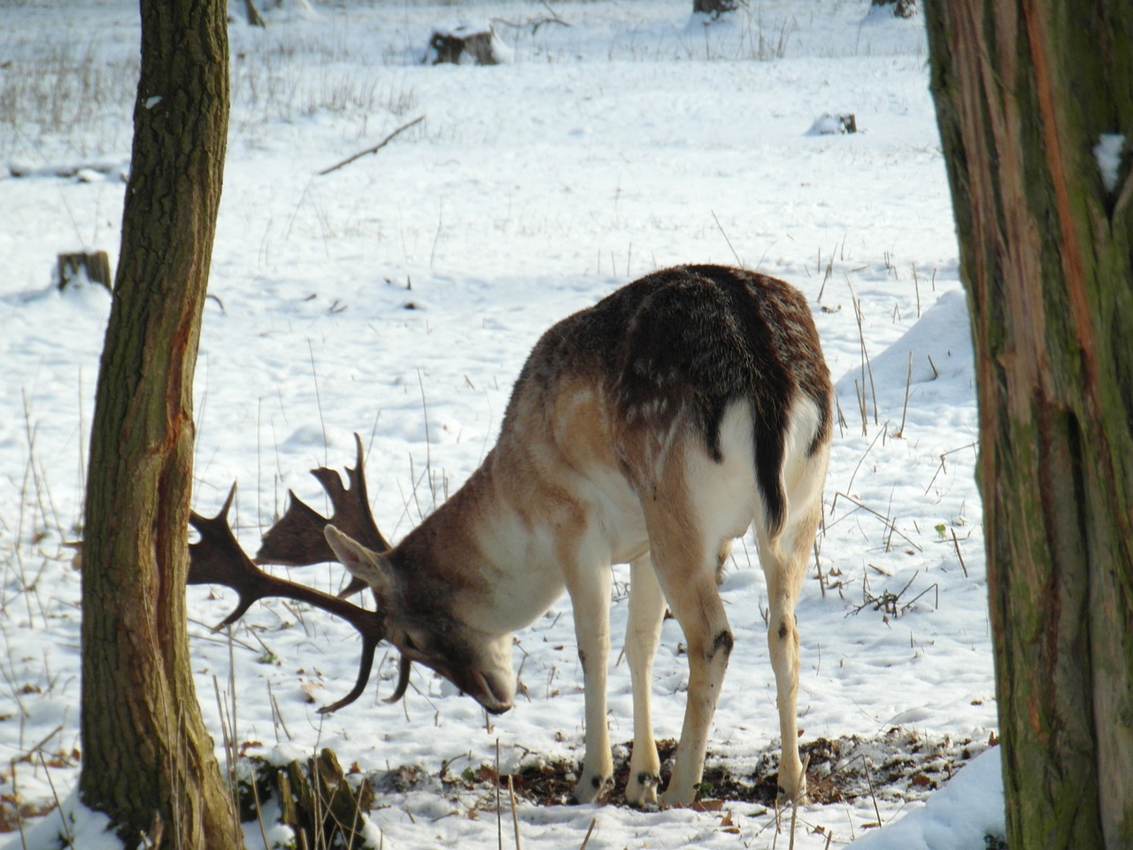 hirsch fallow deer winter free photo