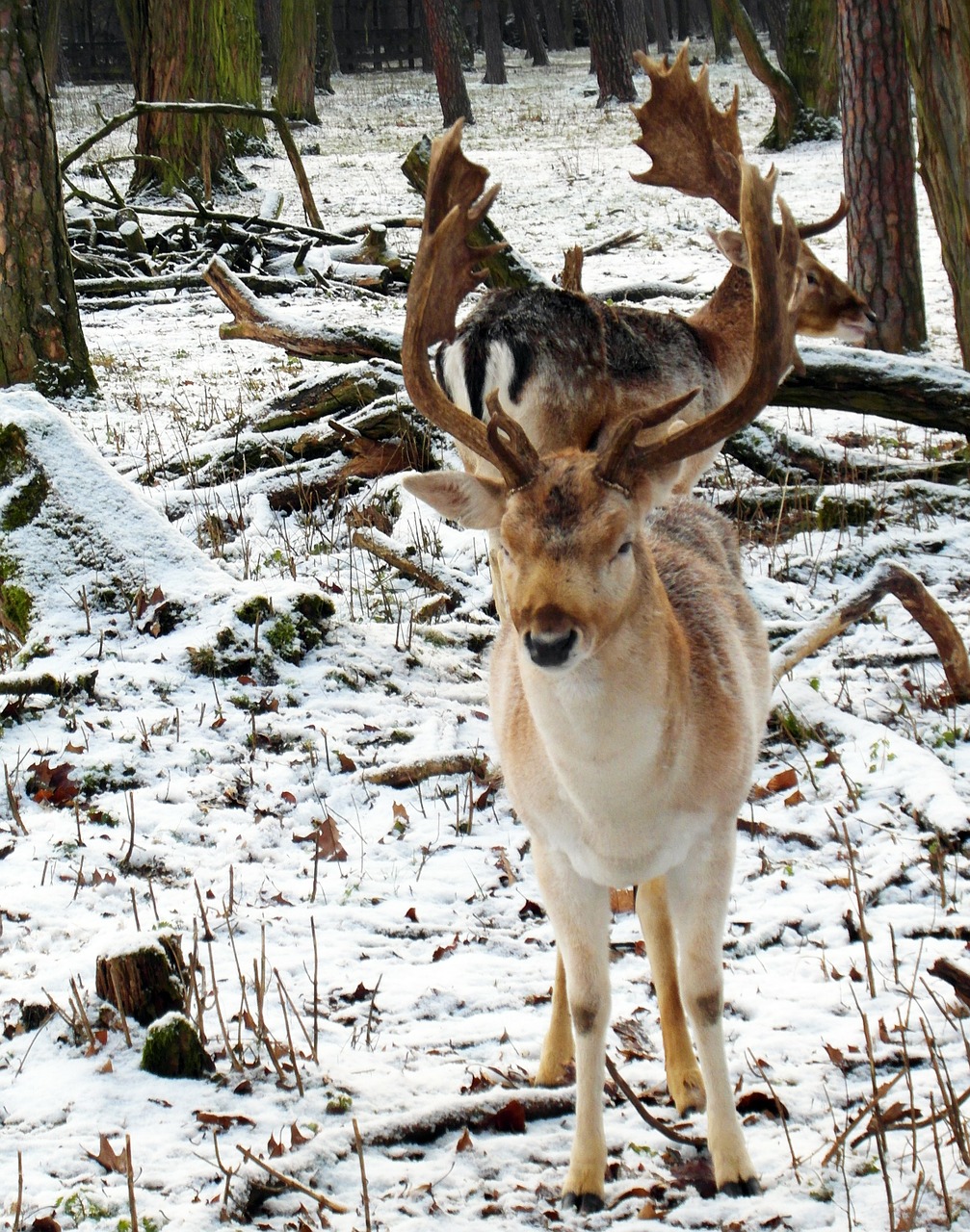 hirsch fallow deer winter free photo