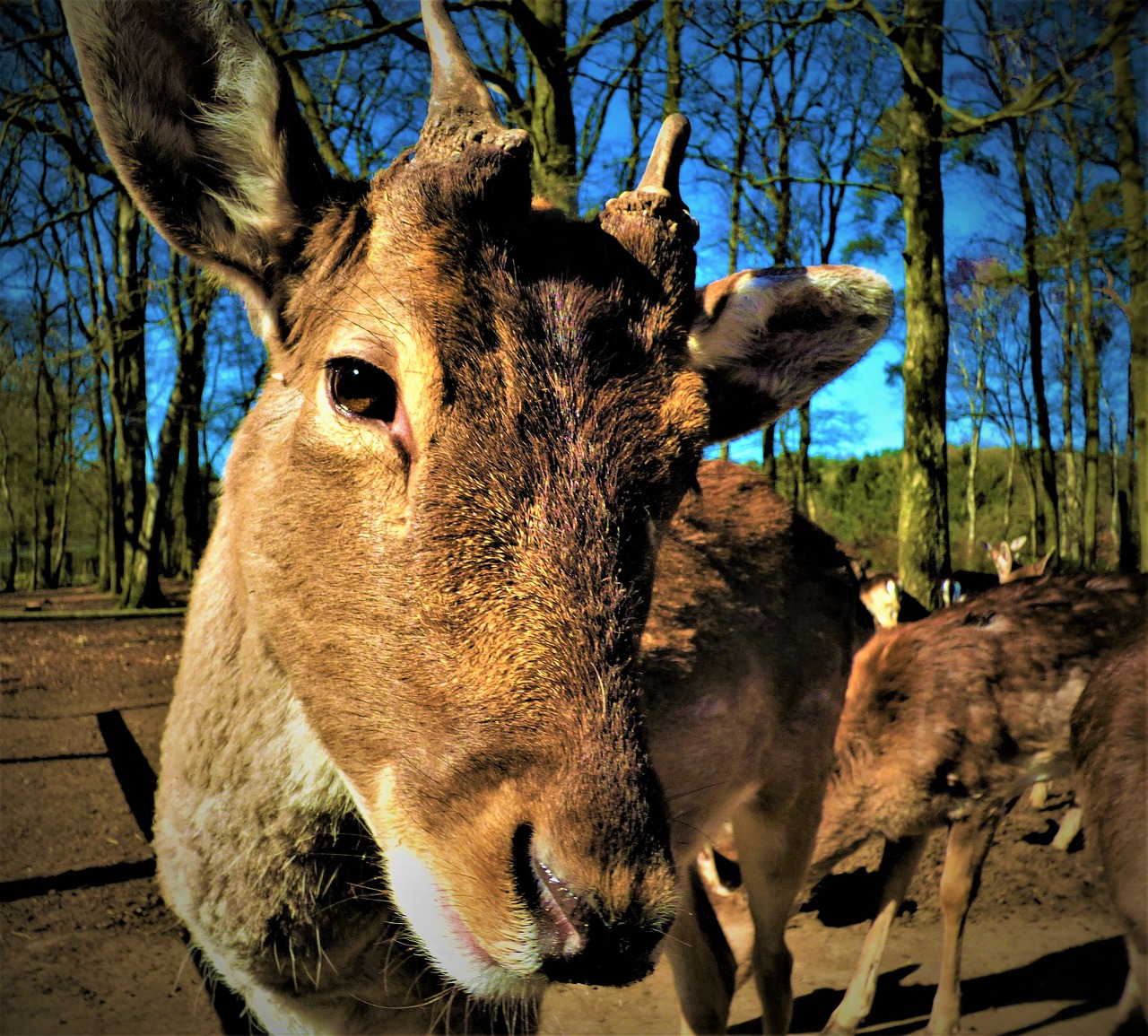 hirsch roe deer scheu free photo