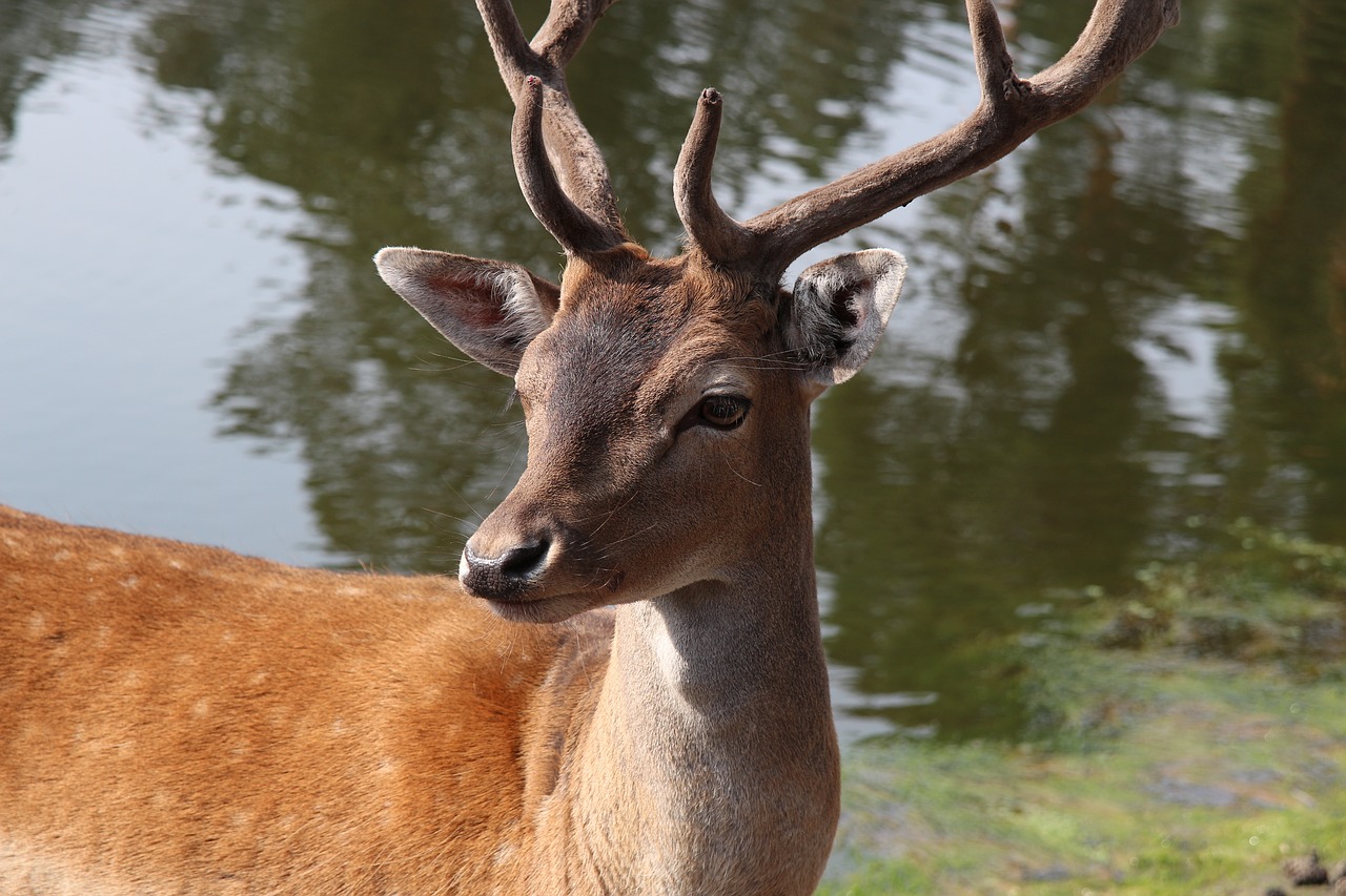 hirsch wild nature free photo