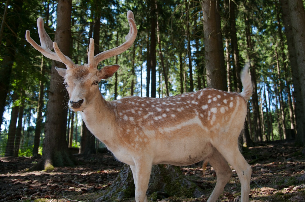 hirsch red deer free deer free photo