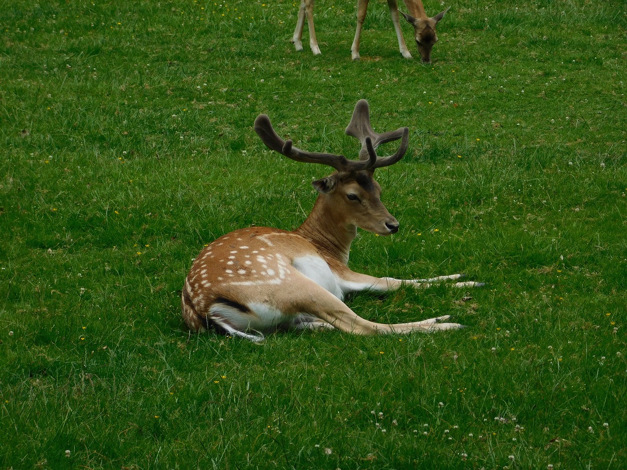 hirsch roe deer oberursel free photo