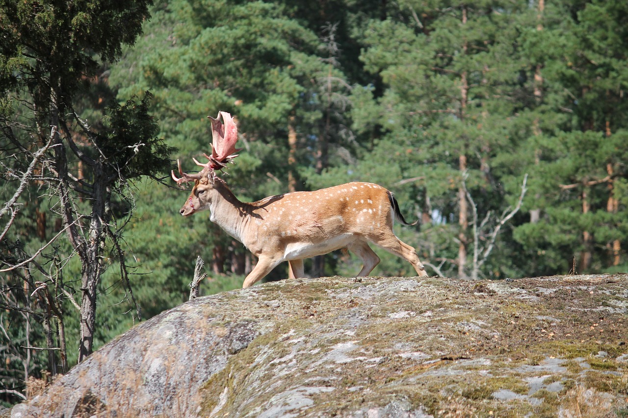 hirsch damm wild wildlife photography free photo