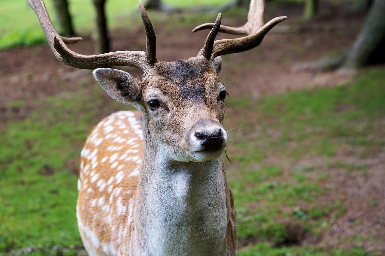 hirsch antler red deer free photo
