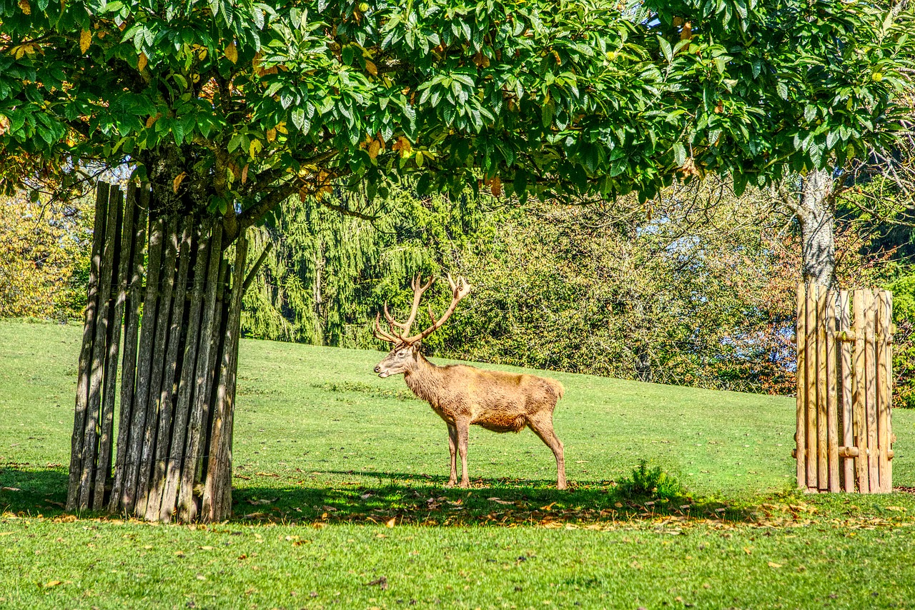 hirsch deer antler antler free photo