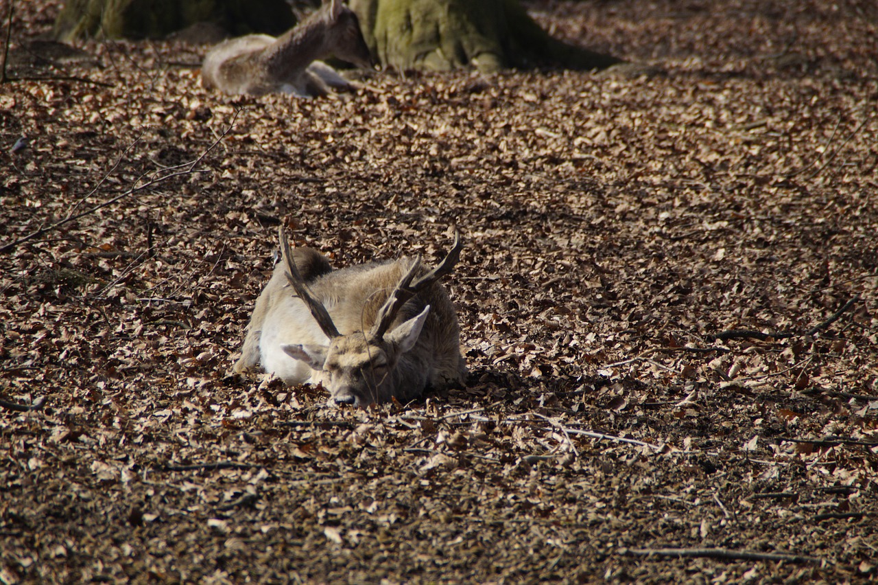 hirsch relaxed doze free photo