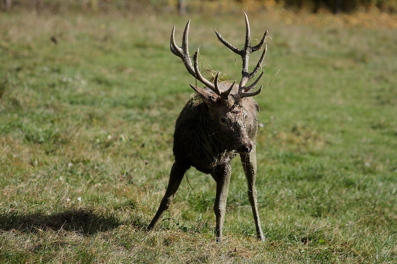 hirsch antler red deer free photo