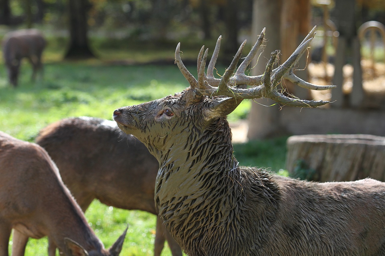 hirsch antler forest free photo