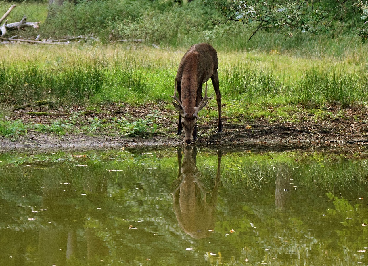 hirsch mirror image deer deer drinking free photo