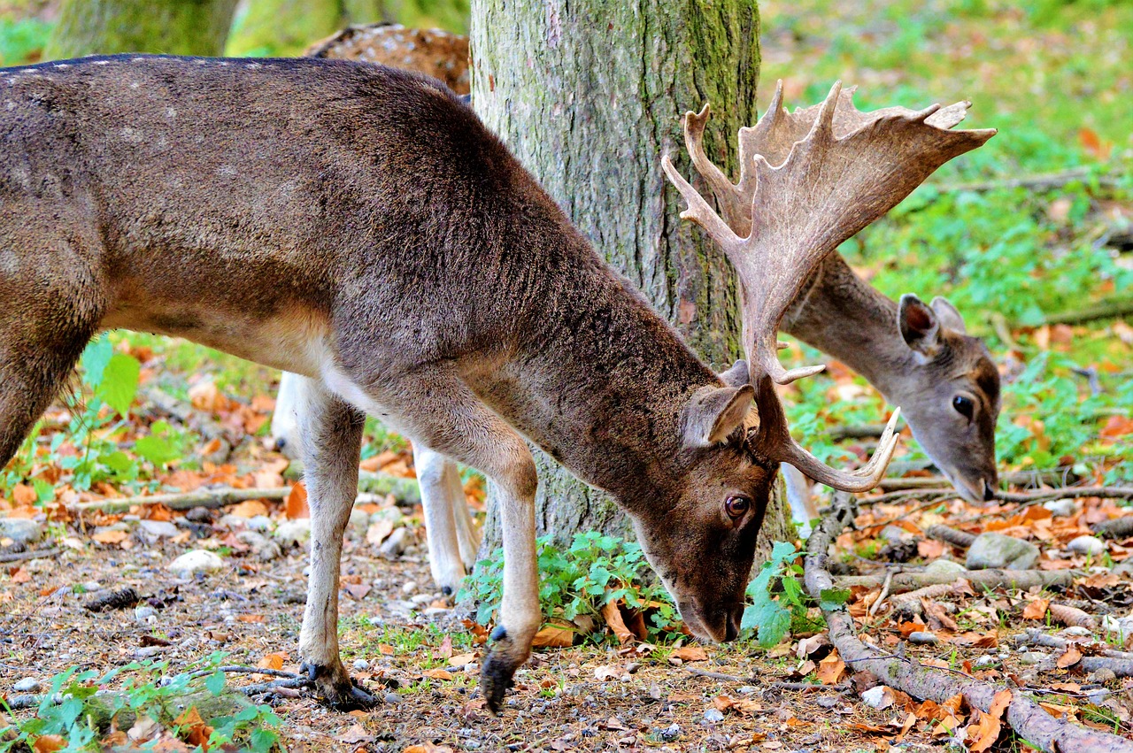 hirsch roe deer doe free photo