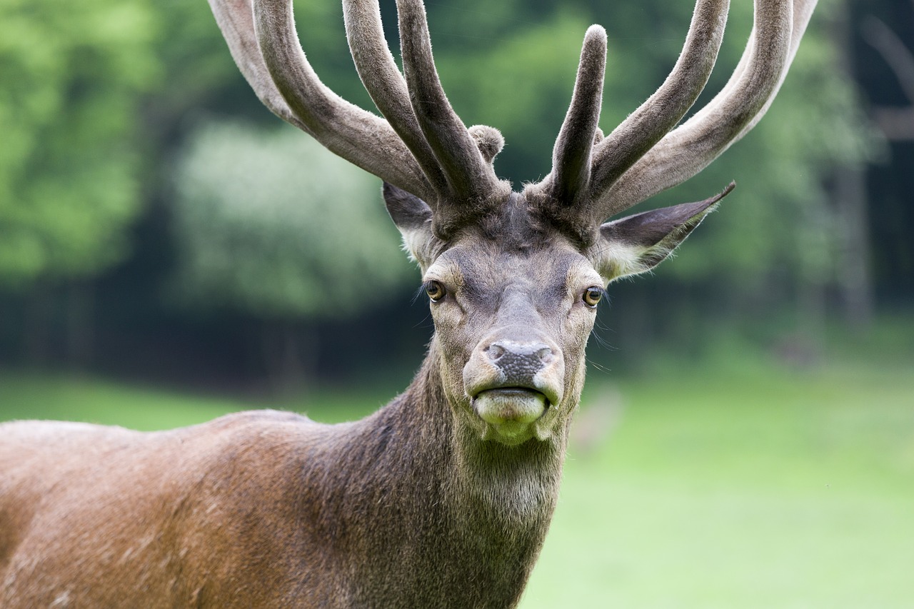 hirsch animal world antler free photo