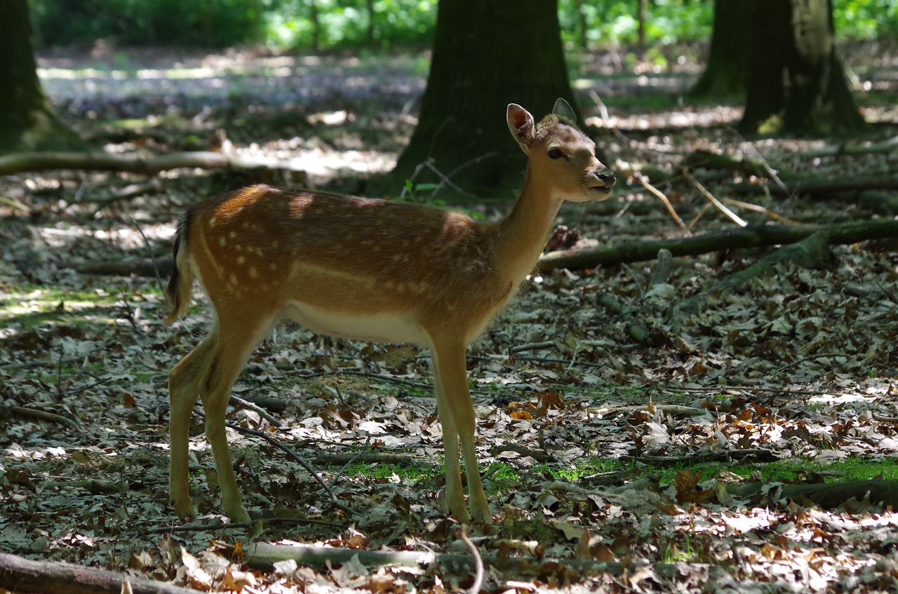 hirsch wood mammal free photo