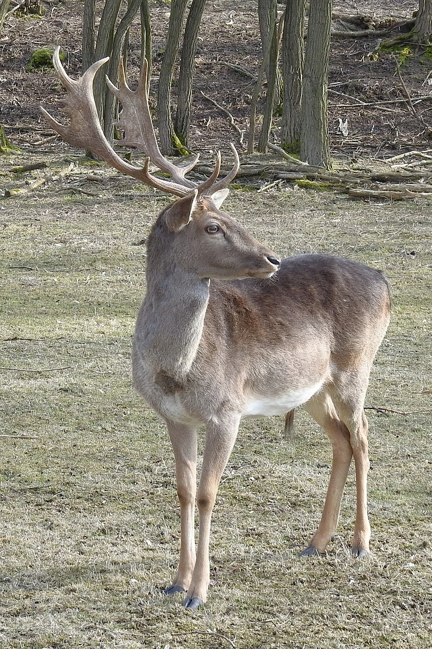 hirsch mammal animal free photo