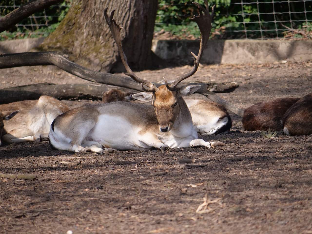 hirsch  roe deer  concerns free photo