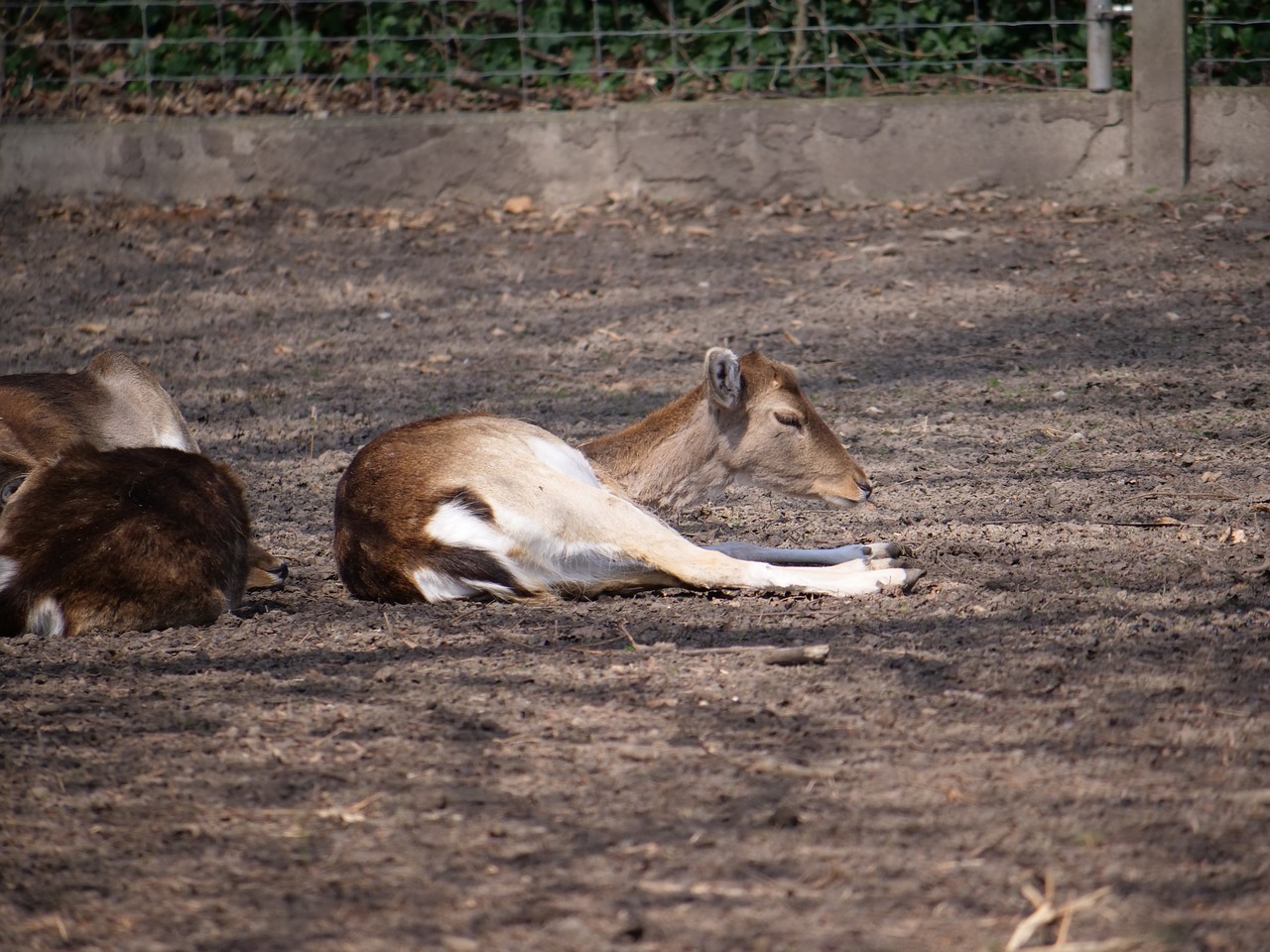 hirsch  roe deer  concerns free photo