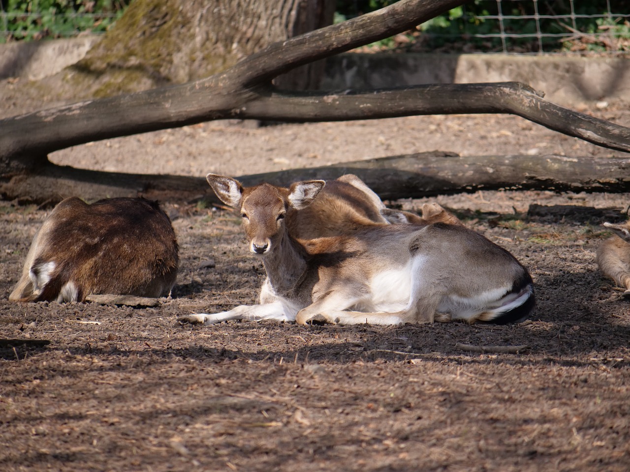 hirsch  roe deer  concerns free photo