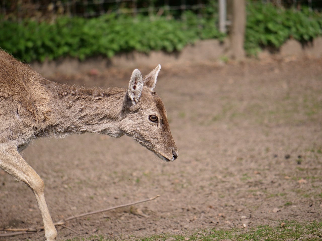 hirsch  roe deer  concerns free photo