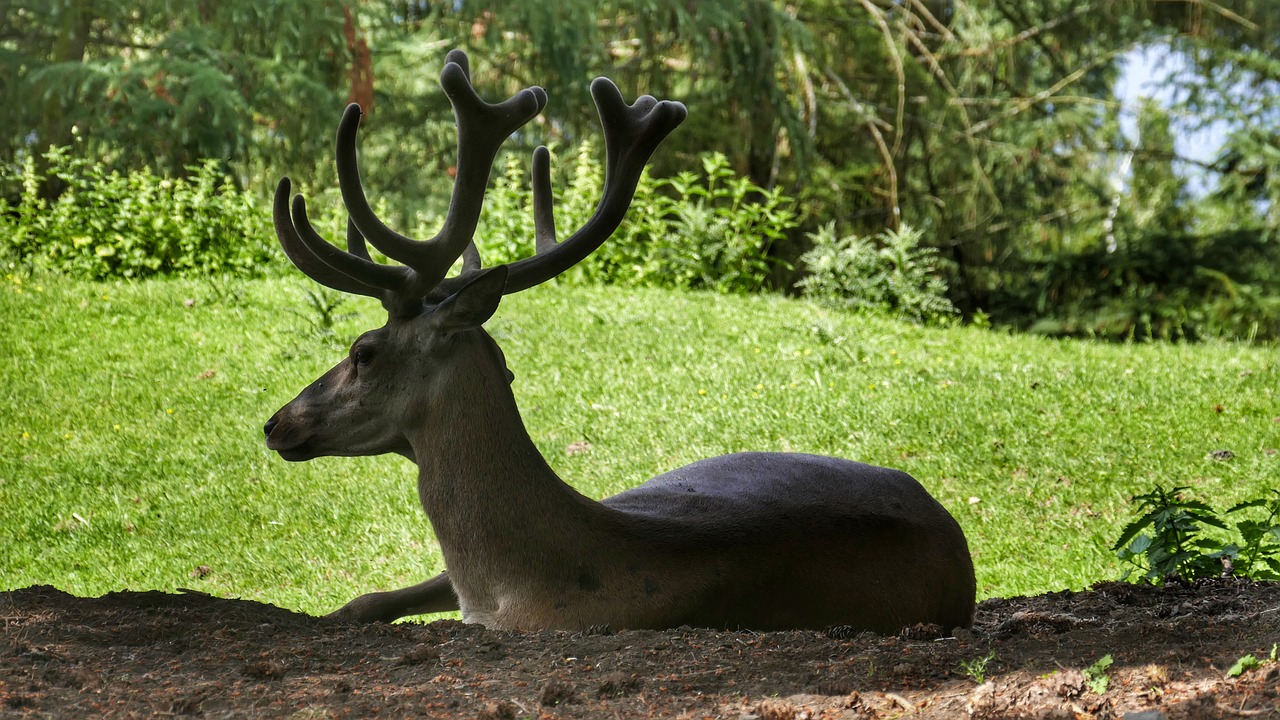 hirsch  animal  antler free photo