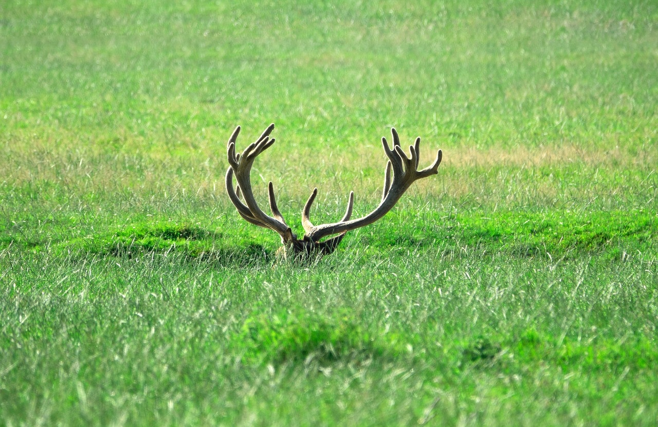 hirsch  antler  concerns free photo