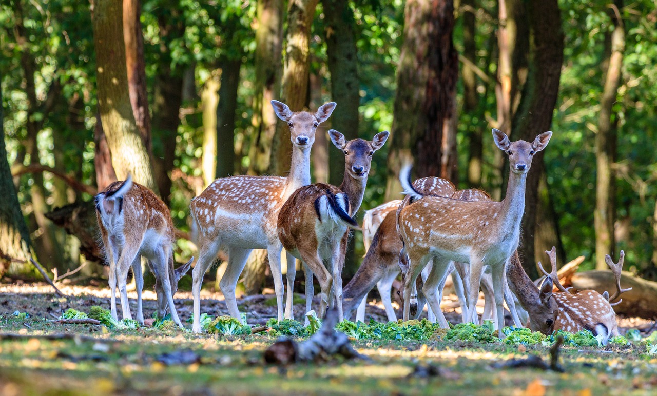 hirsch  wild  nature free photo