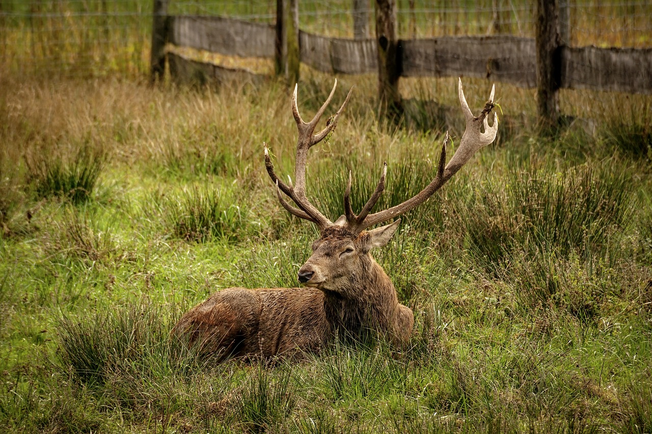 hirsch  antler  red deer free photo