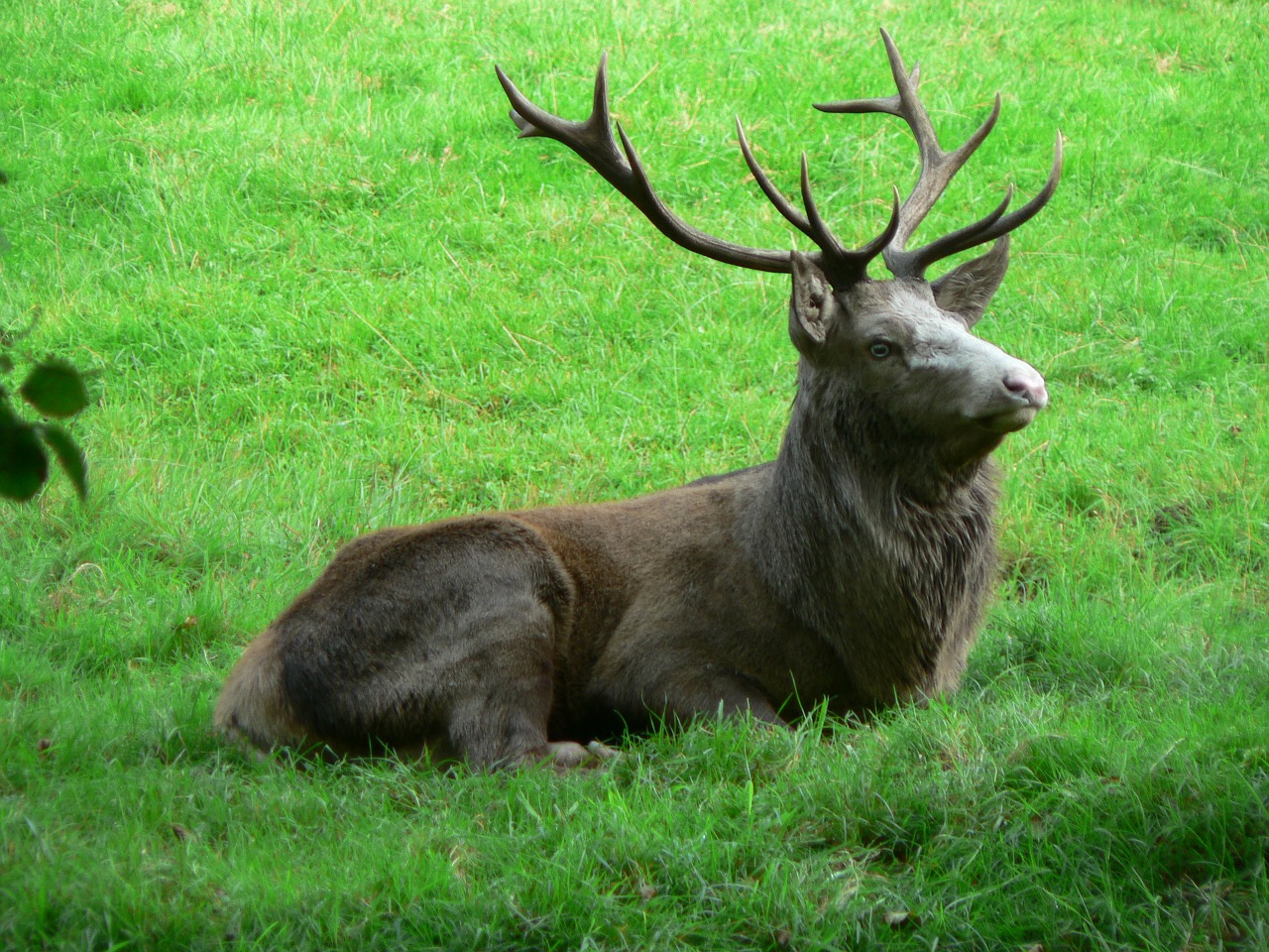 hirsch paarhufer antler free photo