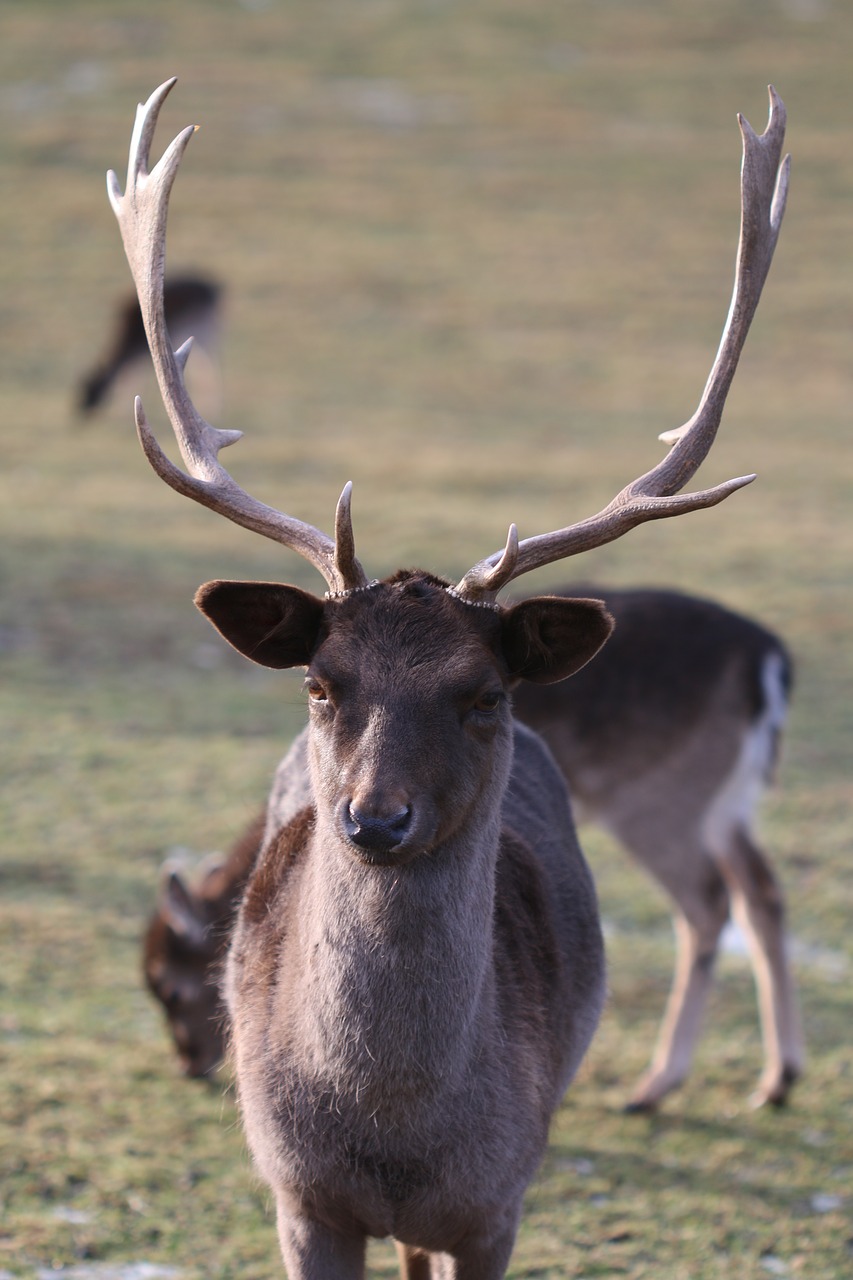 hirsch  free  antler free photo