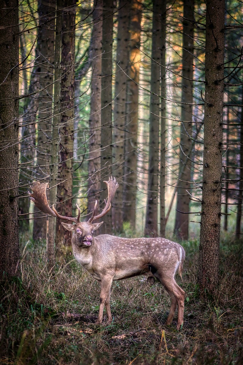 hirsch  forest  nature free photo