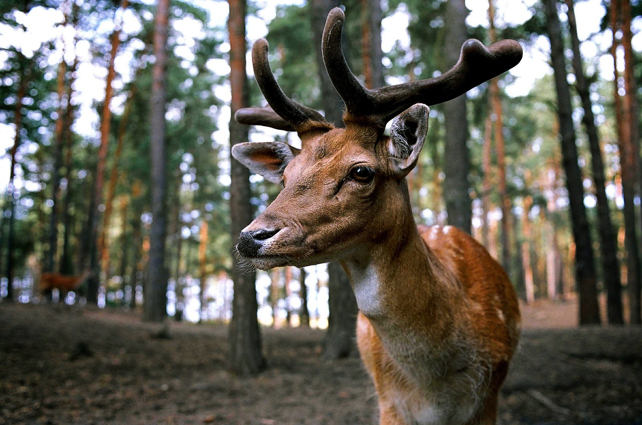 hirsch forest wild free photo