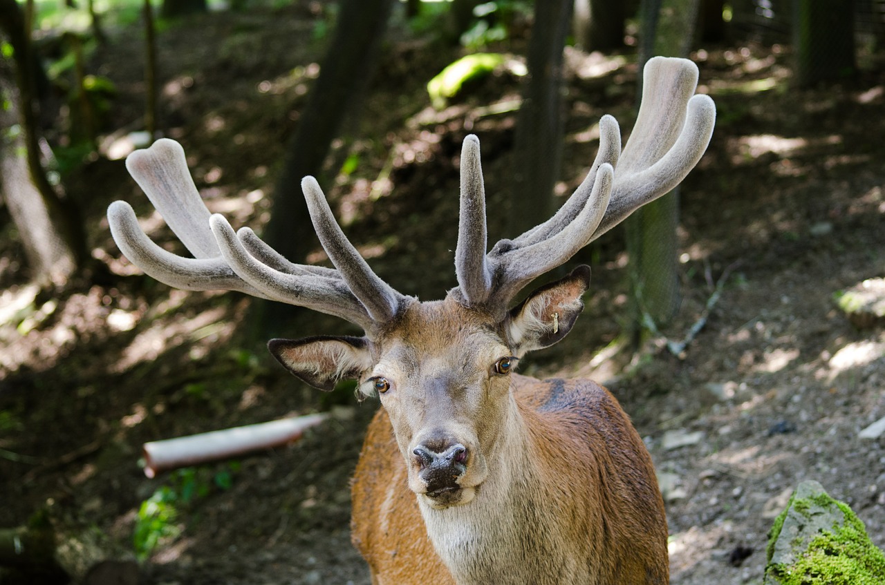 hirsch red deer antler free photo