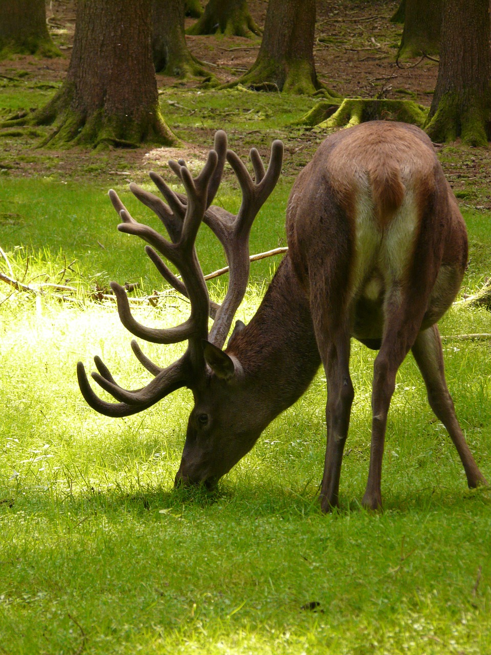 hirsch red deer animal free photo