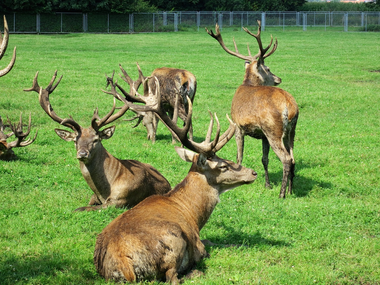 hirsch animal antler free photo