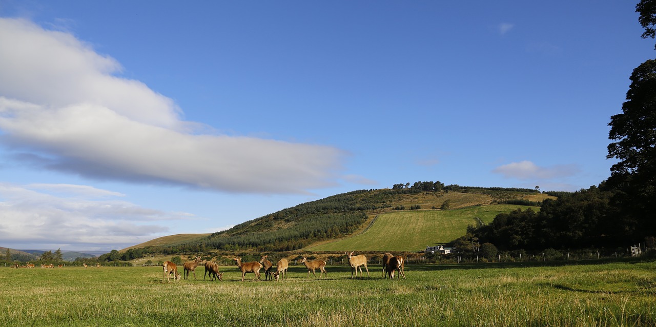 hirsch pasture scotland free photo