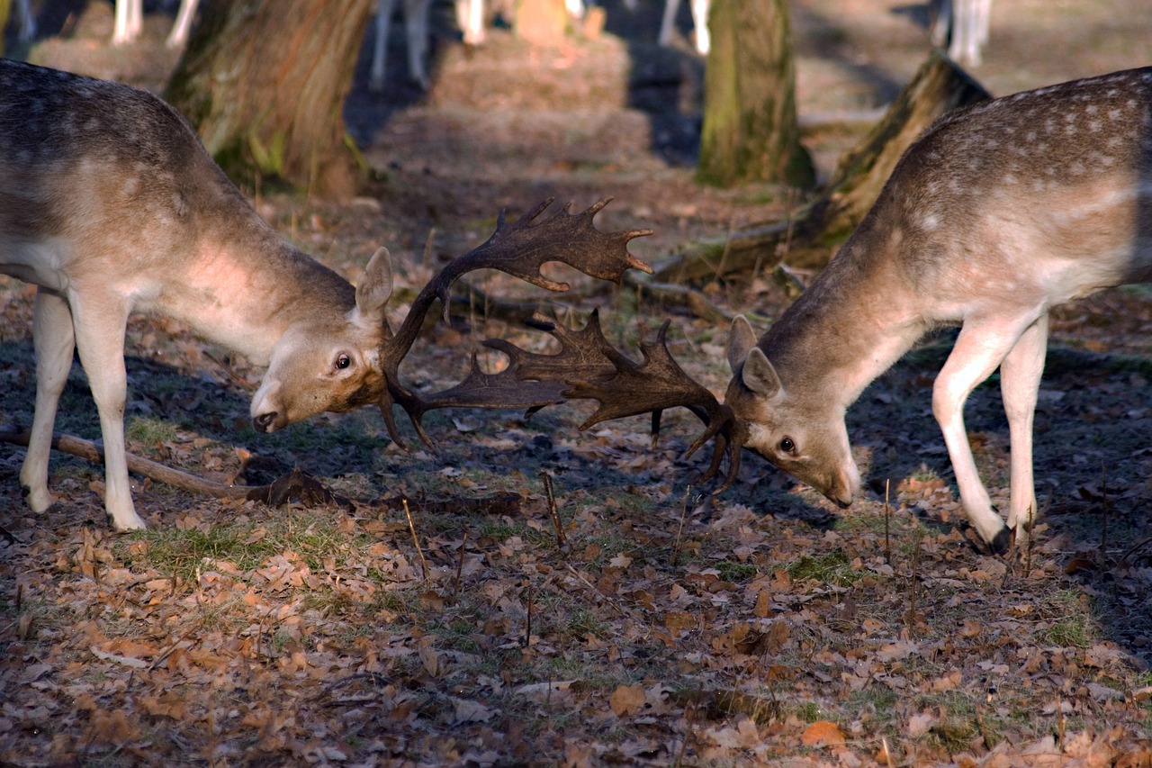 hirsch fallow deer forest free photo