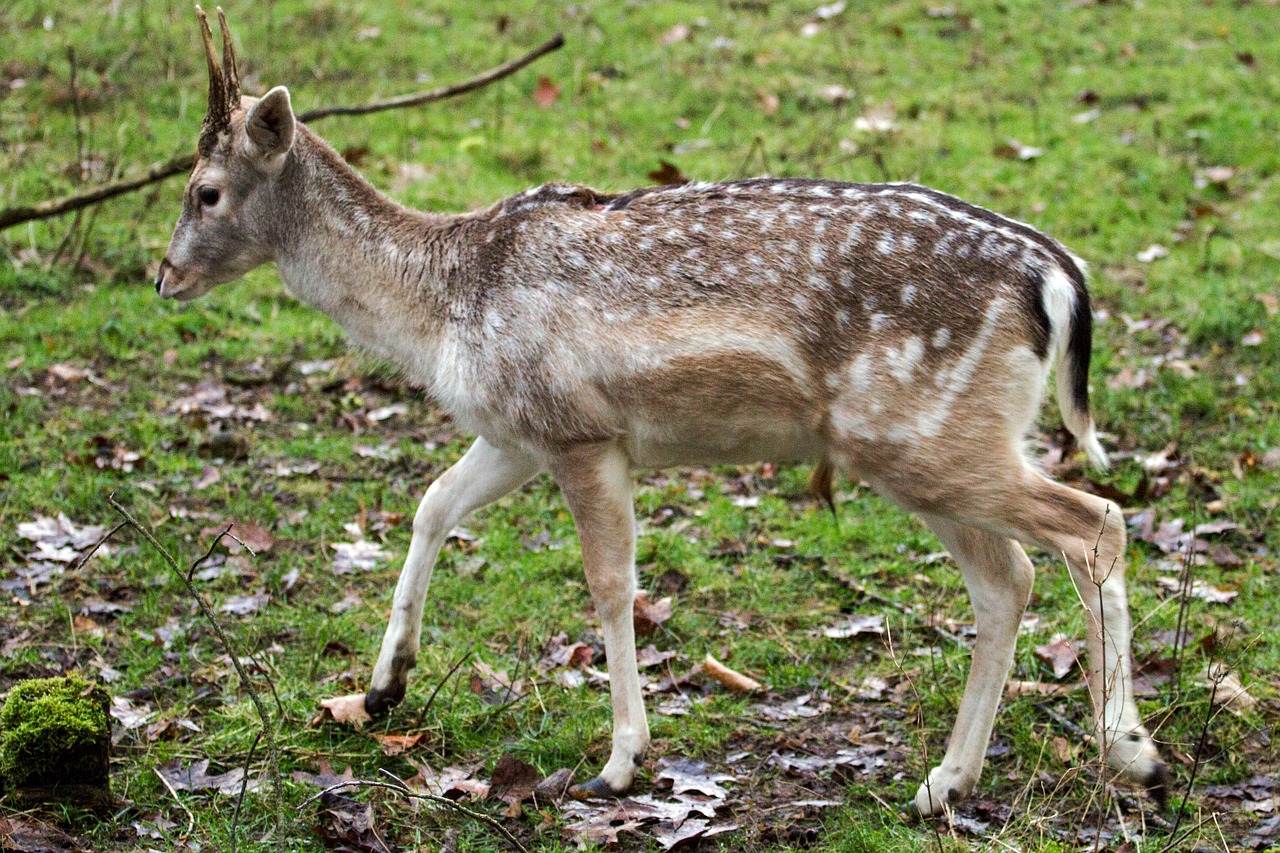 hirsch fallow deer forest free photo