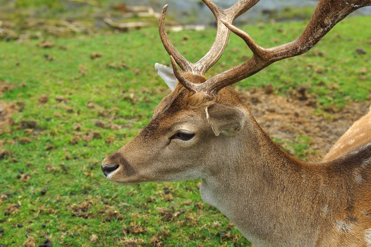 hirsch young animal roe deer free photo