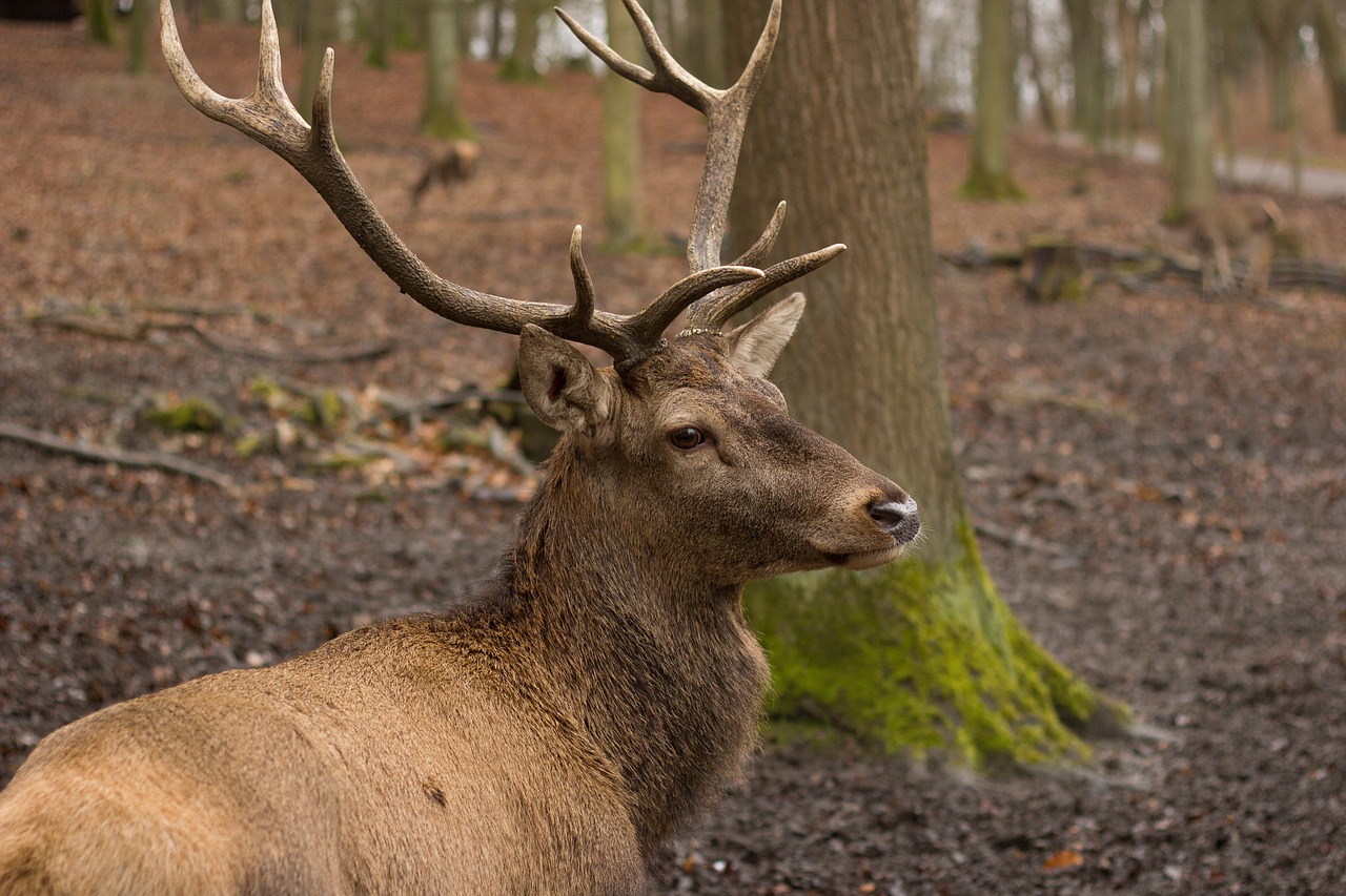 hirsch red deer forest free photo