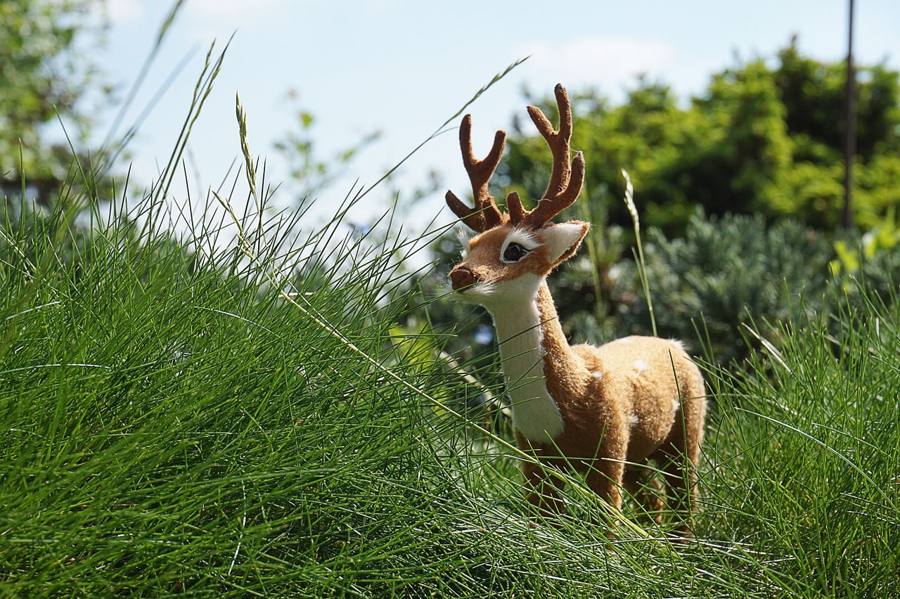 hirsch nature antler free photo