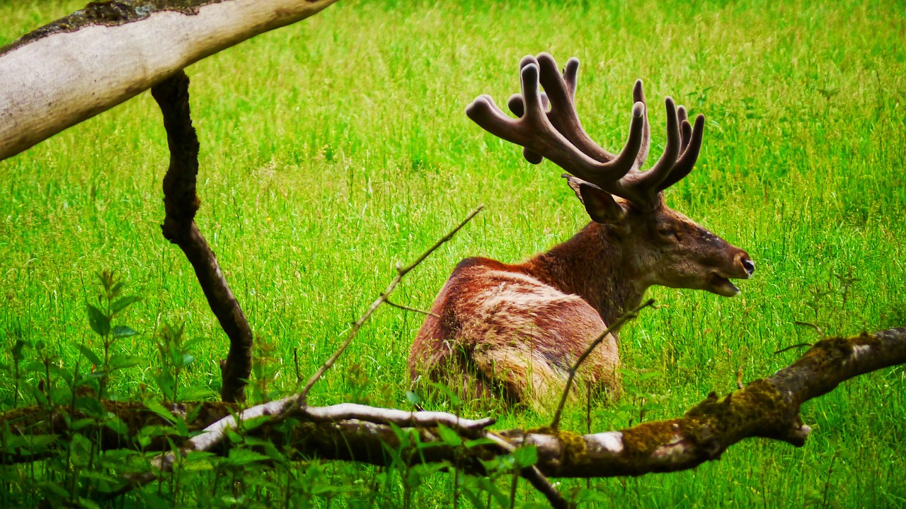hirsch red deer antler carrier free photo