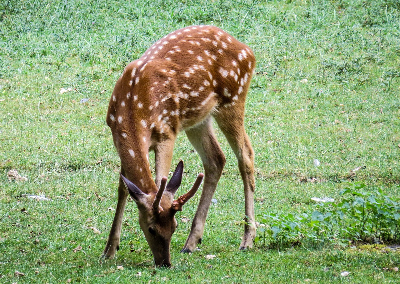hirsch roe deer red deer free photo