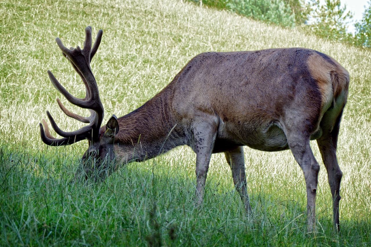 hirsch antler carrier antler free photo