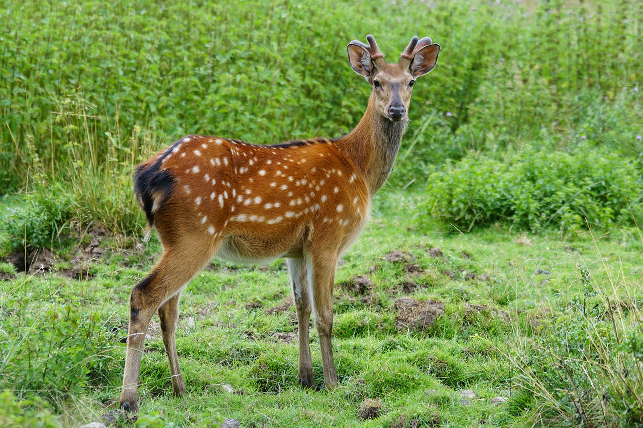 hirsch red deer wildlife park free photo