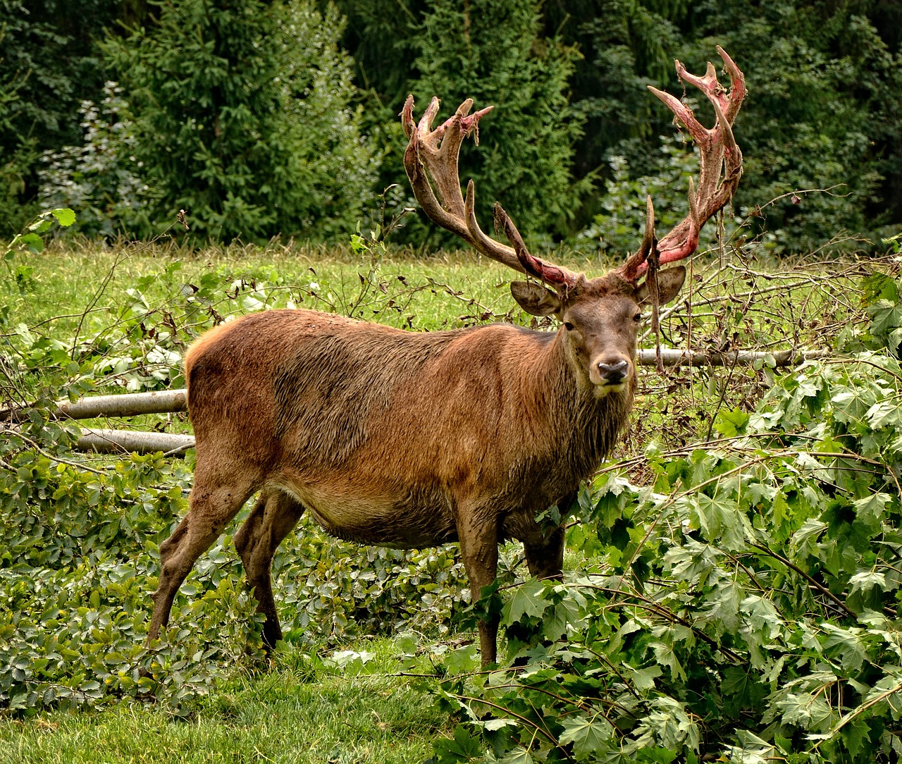 hirsch red deer antler free photo