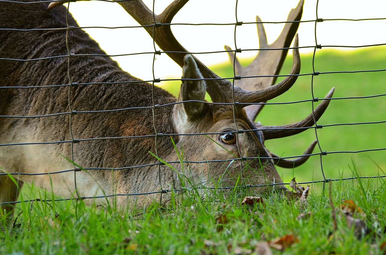 hirsch fallow deer antler free photo