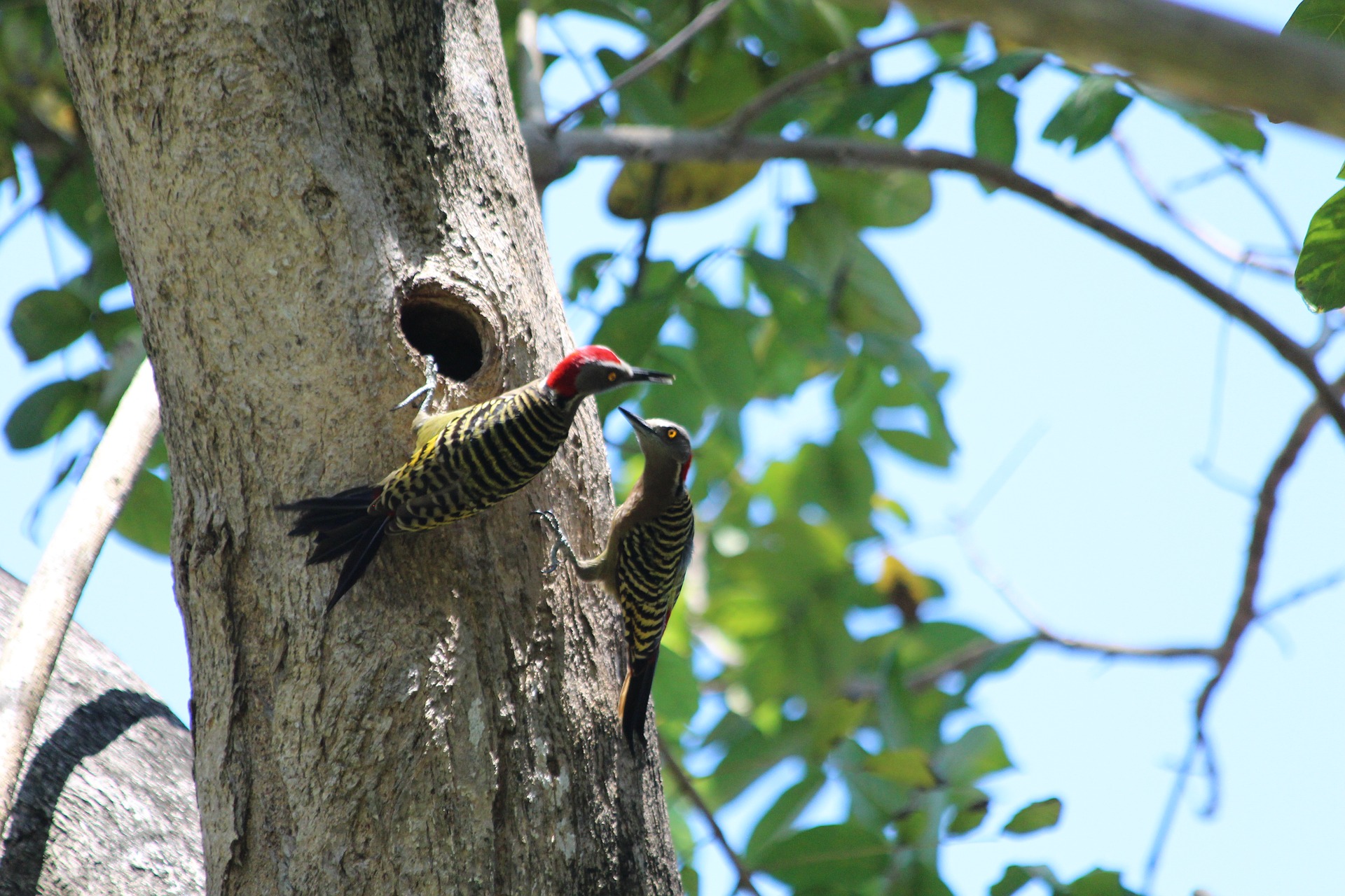 hispaniolan woodpecker melanerpes striatus woodpecker free photo